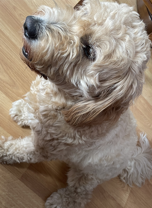 Why the name Discipline Dog?